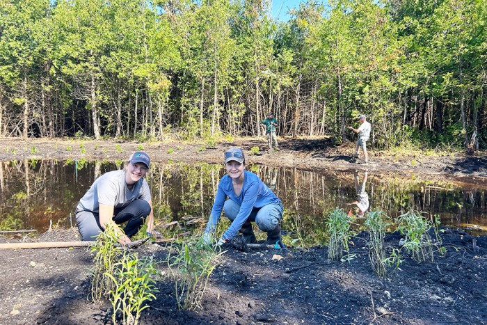 Ausable Bayfield and Maitland Conservation staff plant native species of plants at wetland.