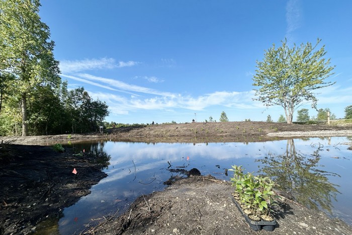 A tree is reflected in the water of a new wetland.