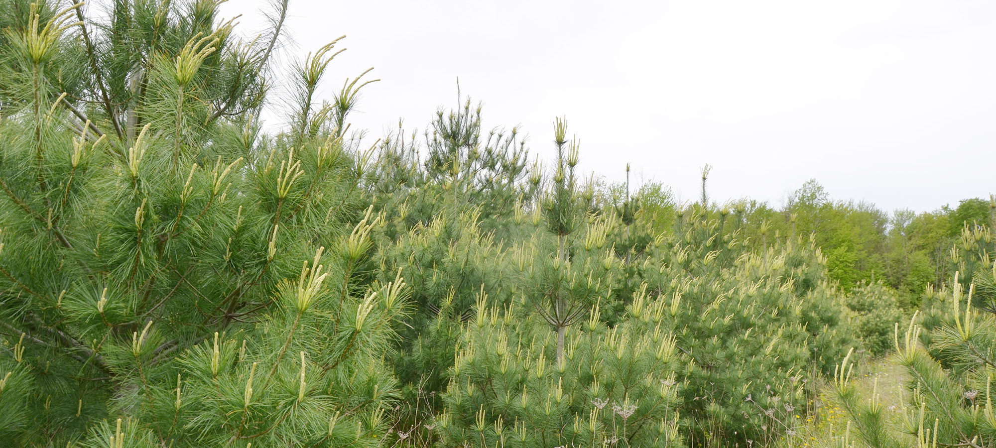 Triebner Tract trees for Footprints to Forests program